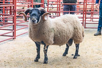 Border Horned Ewes-10